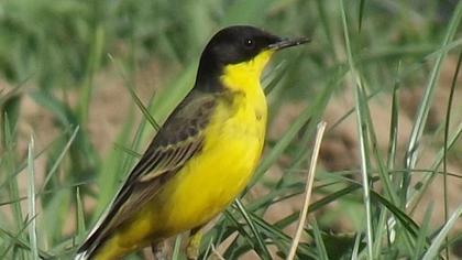 Sarı kuyruksallayan