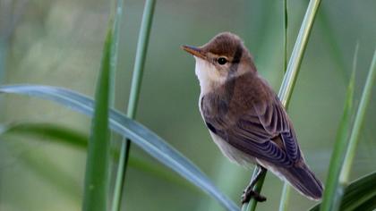 Çalı kamışçını