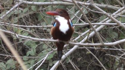 İzmir yalıçapkını