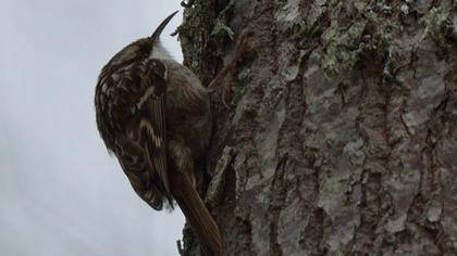 Bahçe tırmaşıkkuşu