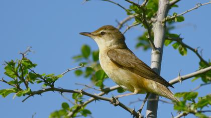 Büyük kamışçın