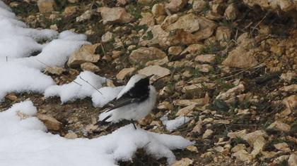 Aksırtlı kuyrukkakan