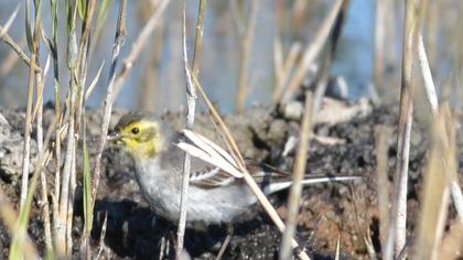 Sarıbaşlı kuyruksallayan