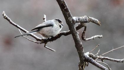 Uzunkuyruklu baştankara