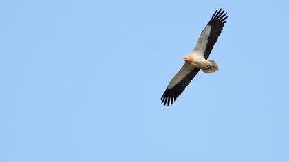 Egyptian Vulture