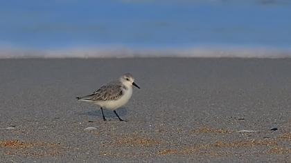 Sanderling