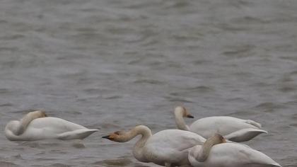 Whooper Swan