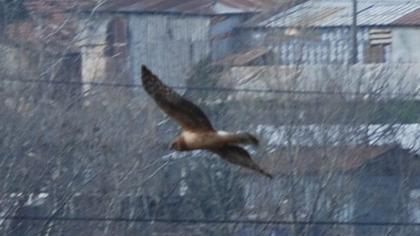Hen Harrier