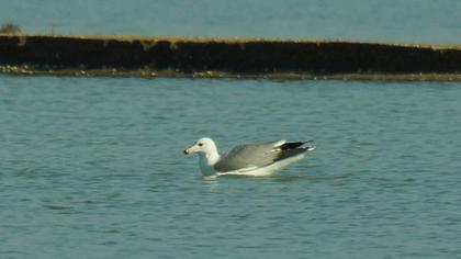 Van gölü martısı