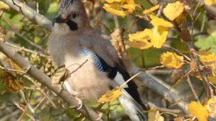 Eurasian Jay