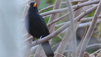 Common Blackbird