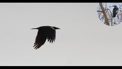 Rook