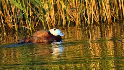 White-headed Duck