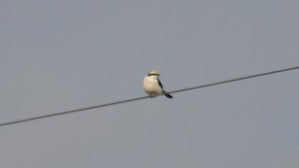 Büyük örümcekkuşu