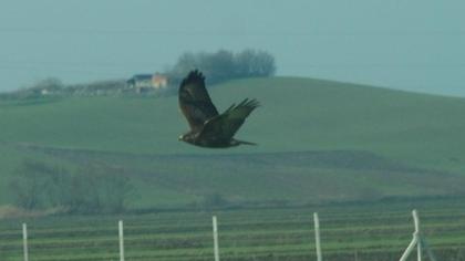 Common Buzzard