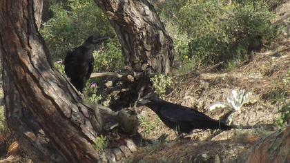 Northern Raven