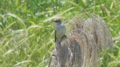 Great Reed Warbler