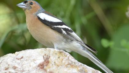 Common Chaffinch