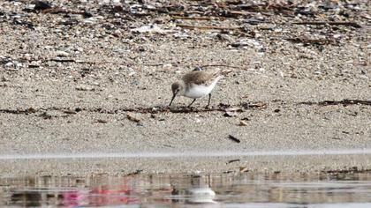 Dunlin
