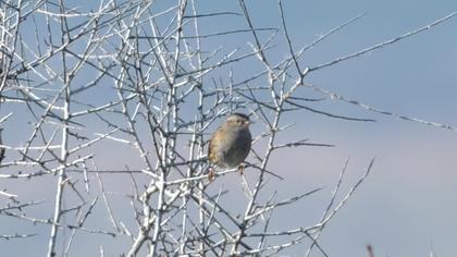 Dunnock