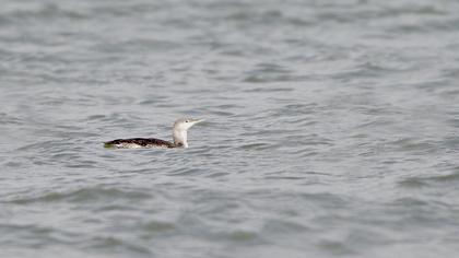 Kızılgerdanlı dalgıç