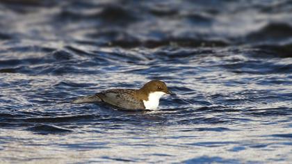 White-throated Dipper