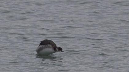 Karaboyunlu batağan