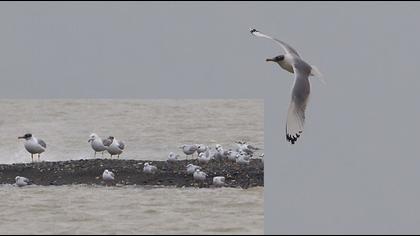 Büyük karabaş martı