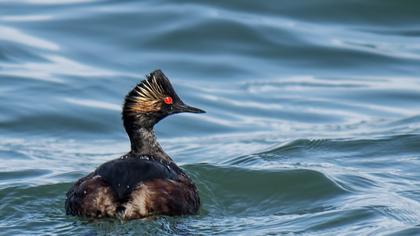 Karaboyunlu batağan