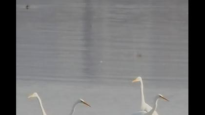 Büyük ak balıkçıl