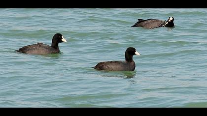 Eurasian Coot