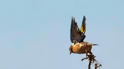European Goldfinch