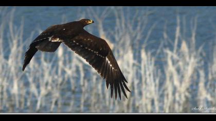 Küçük orman kartalı