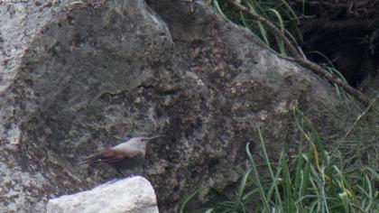 Duvar tırmaşıkkuşu