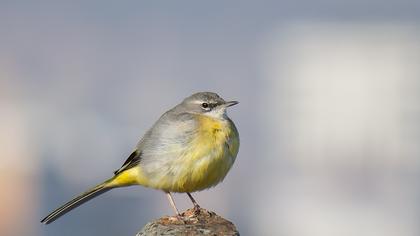 Dağ kuyruksallayanı