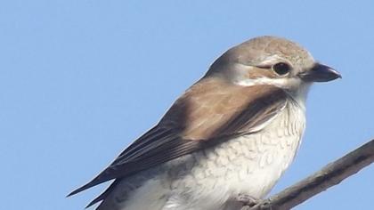 Red-backed Shrike