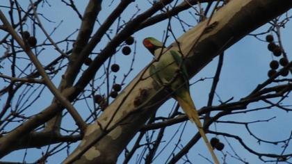 İskender papağanı