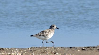 Grey Plover