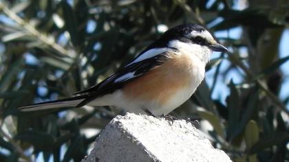 Maskeli örümcekkuşu