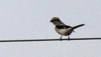 Büyük örümcekkuşu