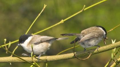 Kayın baştankarası