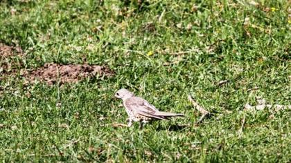 Mistle Thrush