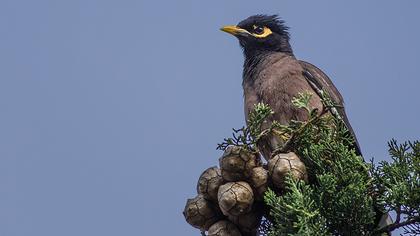 Common Myna