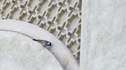 Akyanaklı arapbülbülü