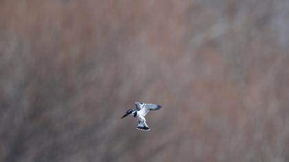 Alaca yalıçapkını