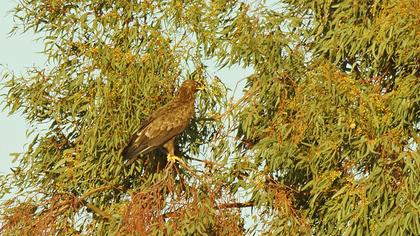 Küçük orman kartalı