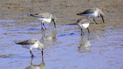 Karakarınlı kumkuşu