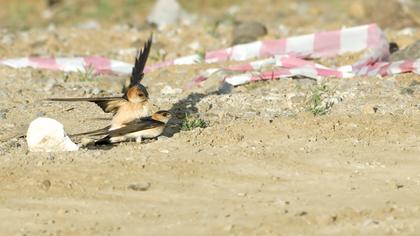 Red-rumped Swallow