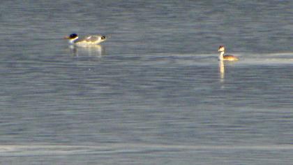 Büyük karabaş martı