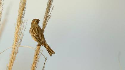Common Reed Bunting